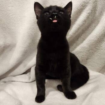 Franken Berry -  Domestic Short Hair Cat for Adoption in Sacramento, California - Franken Berry | PetCurious