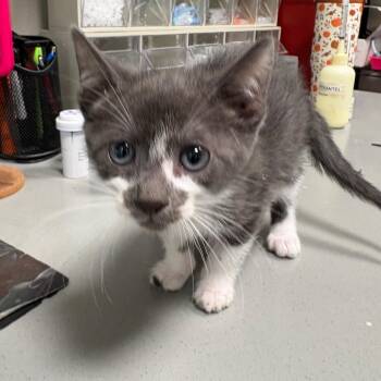 Ranger -  Domestic Short Hair Cat for Adoption in Englewood, Florida - Ranger | PetCurious