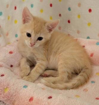 Busch -  Domestic Short Hair Cat for Adoption in King William, Virginia - Busch | PetCurious