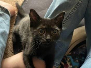 Huey -  Domestic Short Hair Cat for Adoption in Westland, Michigan - Huey | PetCurious