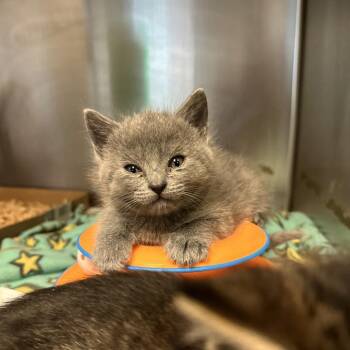 Domestic Short Hair Cats Available for Adoption in Los Angeles, California - Cherry Pie | PetCurious