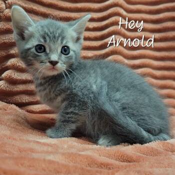 Hey Arnold -  Domestic Short Hair Cat for Adoption in Parkersburg, West Virginia - Hey Arnold | PetCurious