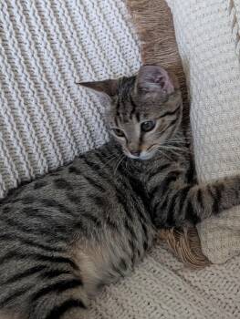 Kayce -  Domestic Short Hair Cat for Adoption in Virginia Beach, Virginia - Kayce | PetCurious