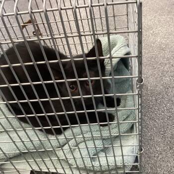 Burbank 3 -  Domestic Short Hair Cat for Adoption in Montgomery, Alabama - Burbank 3 | PetCurious