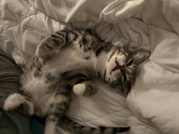 Rescue Domestic Short Hair Cats for Adoption in Villa Park, California - Bear | PetCurious