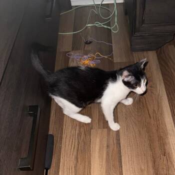 Rescue Domestic Short Hair Cats for Adoption in Fort Lauderdale, Florida - Jolly | PetCurious