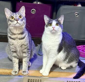 Domestic Short Hair Cats Available for Adoption in Royal Oak, Michigan - Stevie & Nicks | PetCurious