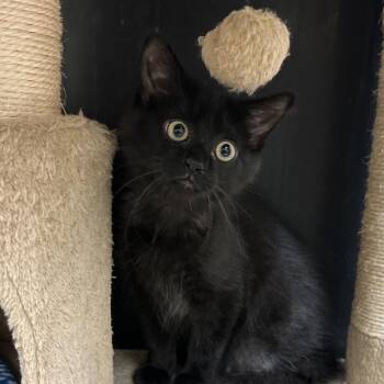 Bunny -  Domestic Short Hair Cat for Adoption in Naperville, Illinois - Bunny | PetCurious