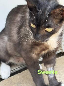 Sweetie -  Domestic Medium Hair Cat for Adoption in Shrewsbury, Massachusetts - Sweetie | PetCurious