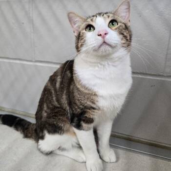 Franklin -  Domestic Short Hair Cat for Adoption in Waterloo, Iowa - Franklin | PetCurious