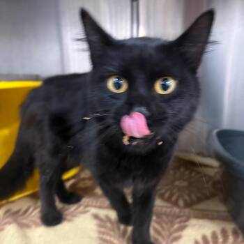 Smoke -  Domestic Medium Hair Cat for Adoption in Manhattan, Kansas - Smoke | PetCurious