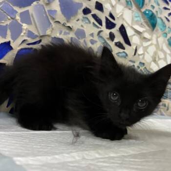 FRANKIE -  Domestic Medium Hair and Domestic Short Hair Cat for Adoption in Pensacola, Florida - FRANKIE | PetCurious