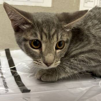 Rescue Domestic Short Hair Cats for Adoption in Yuma, Arizona - Sasha | PetCurious