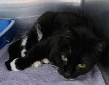 Pebbles -  Domestic Short Hair Cat Available for Adoption in Ionia, Michigan - Pebbles | PetCurious