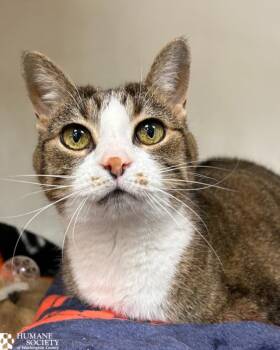 Domestic Short Hair Cats Available for Adoption - JODY | PetCurious