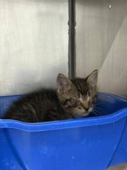 Purrmeister -  Domestic Short Hair Cat for Adoption in Fishers, Indiana - Purrmeister | PetCurious