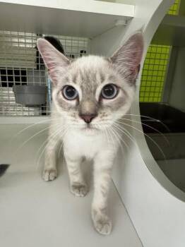 Siamese Cats Available for Adoption in Fort Myers, Florida - Fisher | PetCurious