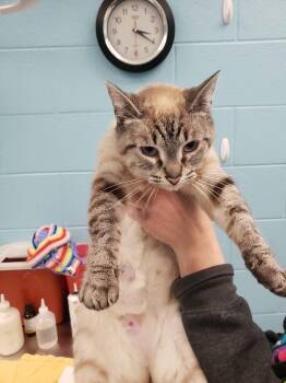 Eden -  Domestic Short Hair Cat Available for Adoption in Frankfort, Kentucky - Eden | PetCurious