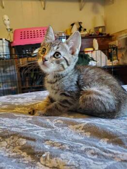 Rescue Domestic Short Hair Cats for Adoption in Greene, New York - Twizzler | PetCurious