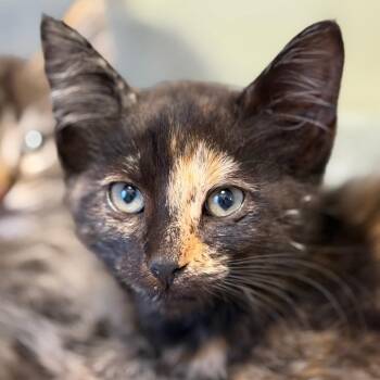 Winifred (26-4M-3) -  Domestic Short Hair Cat for Adoption in Rifle, Colorado - Winifred (26-4M-3) | PetCurious