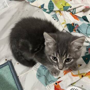 Pickles Ramishvili (Mia kitten) -  Domestic Short Hair Cat for Adoption in Merrifield, Virginia - Pickles Ramishvili (Mia Kitten) | PetCurious
