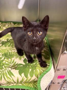 Rescue Domestic Short Hair Cats for Adoption in Detroit, Michigan - Abracadabra | PetCurious