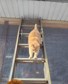 Bean 3 -  Domestic Short Hair Cat for Adoption in Cromwell, Kentucky - Bean 3 | PetCurious