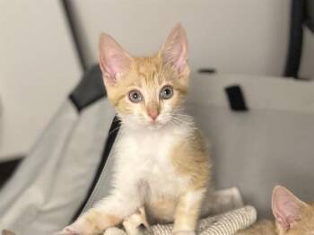 LIL MISS SUNSHINE -  Domestic Short Hair Cat for Adoption in Aliquippa, Pennsylvania - LIL MISS SUNSHINE | PetCurious