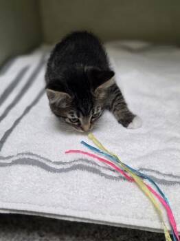 Cody -  Domestic Short Hair Cat for Adoption in Westland, Michigan - Cody | PetCurious