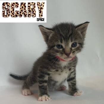 Rescue Domestic Short Hair Cats for Adoption in Chesapeake, Virginia - Scary Spice | PetCurious