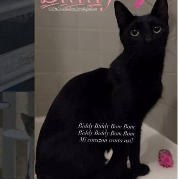 Biddy -  Domestic Short Hair Cat for Adoption in New York, New York - Biddy | PetCurious