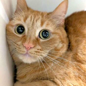 Susie -  Domestic Short Hair Cat for Adoption in Michigan City, Indiana - Susie | PetCurious