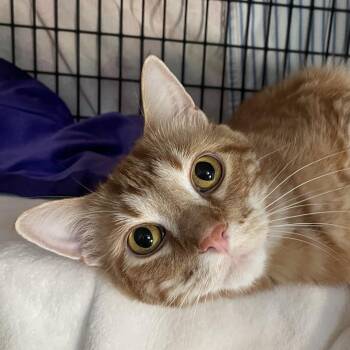 Taco Bell -  Domestic Short Hair and Mixed Breed Cat for Adoption in Chicago, Illinois - Taco Bell | PetCurious
