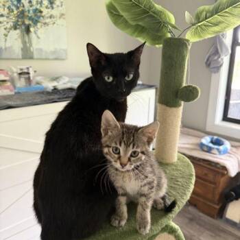 Astrid -  Domestic Short Hair Cat Available for Adoption in Kenosha, Wisconsin - Astrid | PetCurious