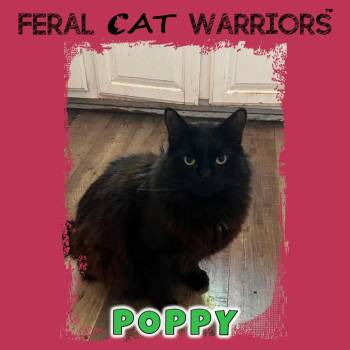Poppy -  Domestic Long Hair Cat for Adoption in Kingman, Arizona - Poppy | PetCurious