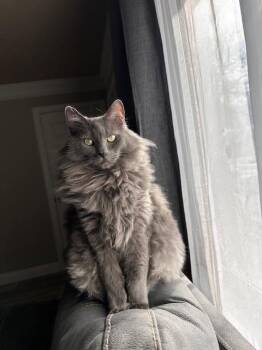 Smokey -  Domestic Long Hair Cat for Adoption in Millcreek, Utah - Smokey | PetCurious