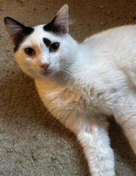 Domestic Medium Hair Cats Available for Adoption - KIP | PetCurious