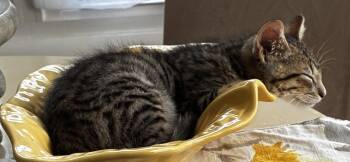 Moritz -  Domestic Medium Hair and Tabby Cat for Adoption in Cuyahoga Falls, Ohio - Moritz | PetCurious