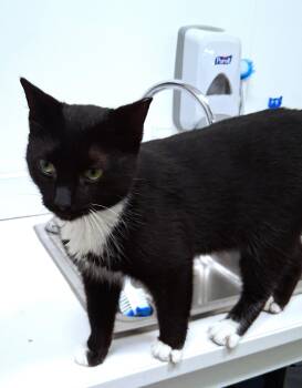 Domestic Short Hair Cats Available for Adoption in St. Cloud, Florida - Domino | PetCurious