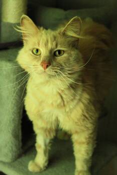 Marmalade -  Domestic Medium Hair Cat for Adoption in Ona, West Virginia - Marmalade | PetCurious