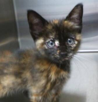 Stella Rose -  Domestic Short Hair Cat for Adoption in Lafayette, Louisiana - Stella Rose | PetCurious