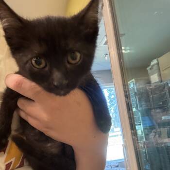 Rescue Domestic Short Hair Cats for Adoption in West Des Moines, Iowa - Ciabatta | PetCurious