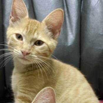 Poppi -  Domestic Short Hair Cat for Adoption in Concord, New Hampshire - Poppi | PetCurious