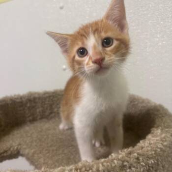 Lisa -  Domestic Short Hair Cat for Adoption in Brookfield, Missouri - Lisa | PetCurious