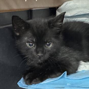 Karter -  Domestic Short Hair Cat for Adoption in Corbin, Kentucky - Karter | PetCurious