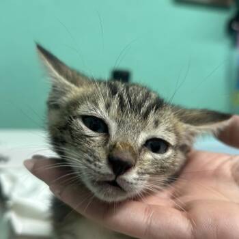 Bob -  Domestic Short Hair Cat Available for Adoption in Guaynabo, Guaynabo - Bob | PetCurious
