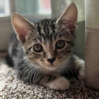 Domestic Short Hair Cats Available for Adoption in Los Angeles, California - Turtle | PetCurious
