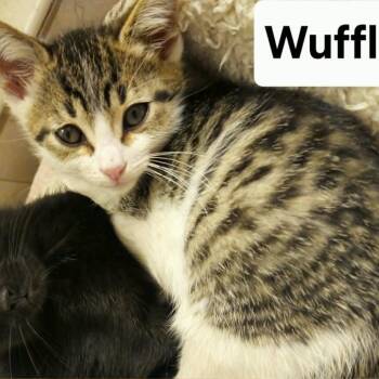 Wuffles (Holland Cat Cove) -  Domestic Short Hair Cat for Adoption in West Olive, Michigan - Wuffles (Holland Cat Cove) | PetCurious