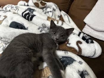 Grayson/kk -  Domestic Short Hair and Tuxedo Cat for Adoption in White Bluff, Tennessee - Grayson/kk | PetCurious