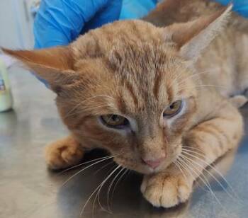 Otis (O13) -  Domestic Short Hair Cat for Adoption in Lafayette, Indiana - Otis (O13) | PetCurious